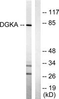 DGK-α Polyclonal Antibody