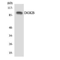 DGK-β Polyclonal Antibody