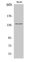 DGK-δ Polyclonal Antibody