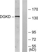 DGK-δ Polyclonal Antibody