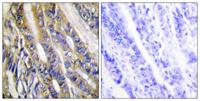 DGK-η Polyclonal Antibody