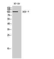 DGK-θ Polyclonal Antibody