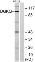 DGK-θ Polyclonal Antibody