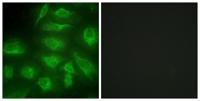 DGK-ι Polyclonal Antibody
