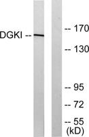 DGK-ι Polyclonal Antibody