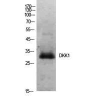 Dkk-1 Polyclonal Antibody