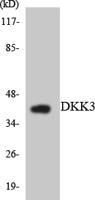 Dkk-3 Polyclonal Antibody