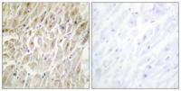 Dlx-3 Polyclonal Antibody