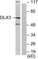Dlx-3 Polyclonal Antibody