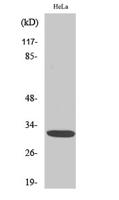 Dlx-5 Polyclonal Antibody