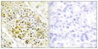 Dlx-5 Polyclonal Antibody