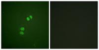 Plk Polyclonal Antibody