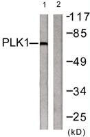 Plk Polyclonal Antibody