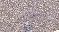 Plk1 Polyclonal Antibody