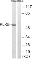 PLK-5 Polyclonal Antibody