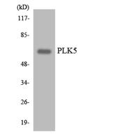 PLK-5 Polyclonal Antibody