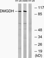 DMGDH Polyclonal Antibody
