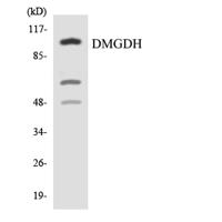 DMGDH Polyclonal Antibody