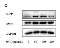 DMP1 Polyclonal Antibody