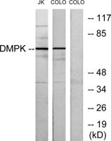 DMPK Polyclonal Antibody