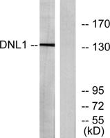 DNA Ligase I Polyclonal Antibody