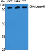 DNA Ligase III Polyclonal Antibody