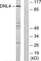 DNA Ligase IV Polyclonal Antibody