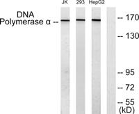 DNA pol α Polyclonal Antibody