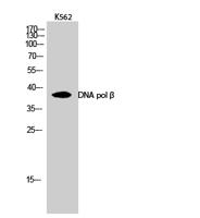 DNA pol β Polyclonal Antibody