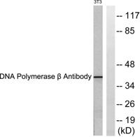 DNA pol β Polyclonal Antibody