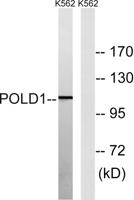 DNA pol δ Polyclonal Antibody