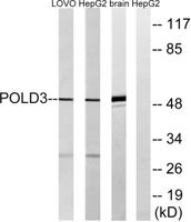 DNA pol δ3 Polyclonal Antibody