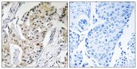DNA pol ε 4 Polyclonal Antibody