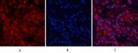 AP-1 Polyclonal Antibody
