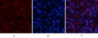 AP-1 Polyclonal Antibody