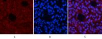 AP-1 Polyclonal Antibody