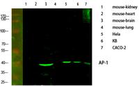 AP-1 Polyclonal Antibody