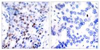 AP-1 Polyclonal Antibody