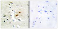 DNA pol ζ Polyclonal Antibody