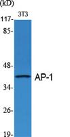 AP-1/Jun D Polyclonal Antibody