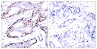 AP-1/Jun D Polyclonal Antibody