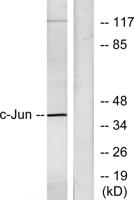AP-1/Jun D Polyclonal Antibody