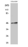 AP-2α/β Polyclonal Antibody