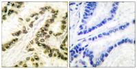 AP-2α/β Polyclonal Antibody