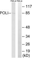 DNA pol ι Polyclonal Antibody