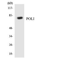 DNA pol ι Polyclonal Antibody