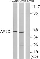 AP-2γ Polyclonal Antibody