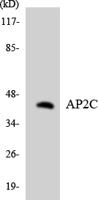 AP-2γ Polyclonal Antibody