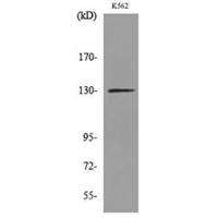 Apaf-1 Polyclonal Antibody