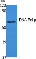 DNA Pol μ Polyclonal Antibody